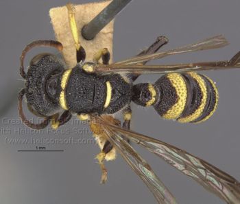 Media type: image;   Entomology 23539 Aspect: habitus dorsal view